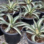 Agáva americká (Agave americana) ´MEDIOPICTA ALBA´ - výška 10-15 cm, Ø 20-30 cm, kont. C6L (-10°C)